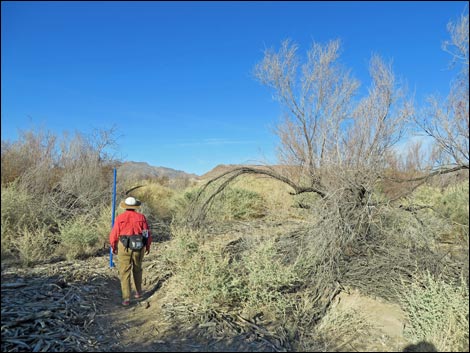 Shoshone Blue Birding Trail