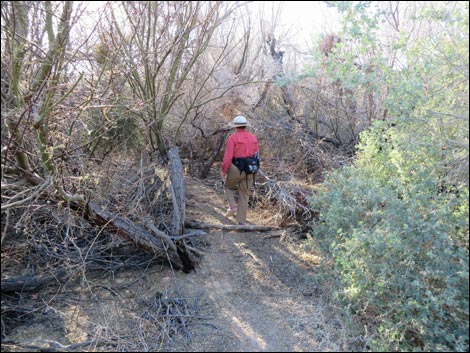 Shoshone Blue Birding Trail