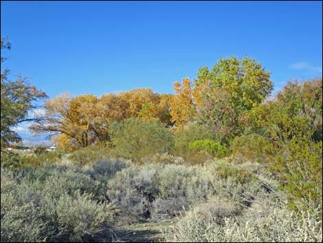 Floyd Lamb Park