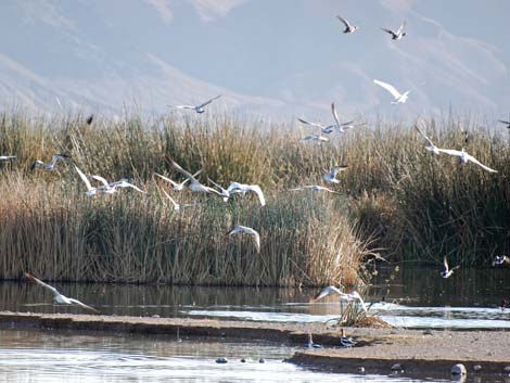 Henderson Bird Viewing Preserve