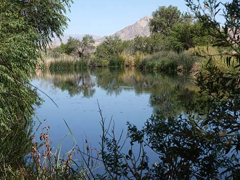 Henderson Bird Viewing Preserve