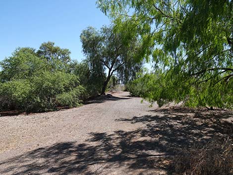 Henderson Bird Viewing Preserve