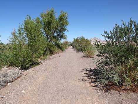 Henderson Bird Viewing Preserve