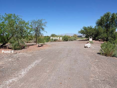 Henderson Bird Viewing Preserve