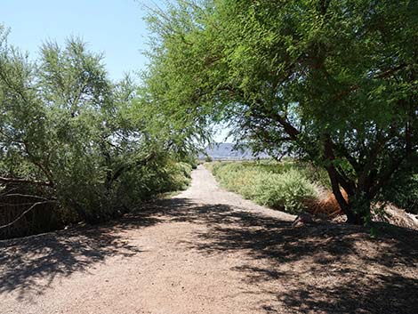 Henderson Bird Viewing Preserve