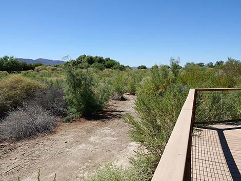 Henderson Bird Viewing Preserve