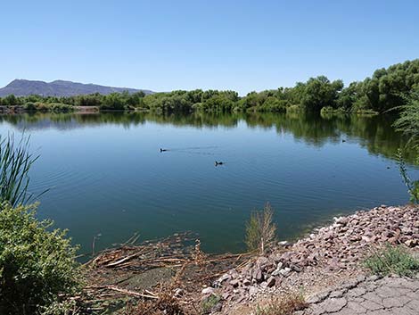 Henderson Bird Viewing Preserve