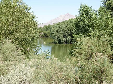 Henderson Bird Viewing Preserve