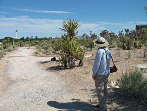 Las Vegas Springs Preserve