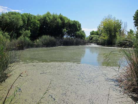 Wetlands Park