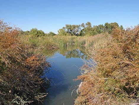 Clark County Wetlands Park