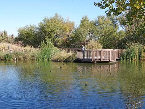 Clark County Wetlands Park