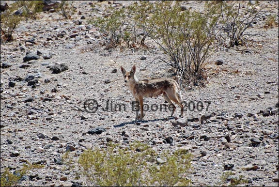 Coyote in the Desert