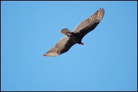 Turkey Vulture in Flight