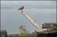 Gull in the Fog