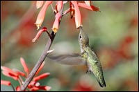 Anna's Hummingbird Female