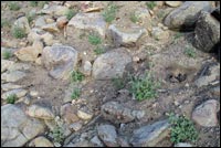 Rocky Soil 4