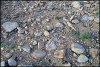 Desert Soil Stony