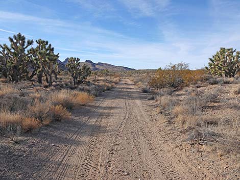 Grasslands Trail