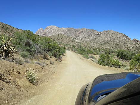 Christmas Tree Pass Road