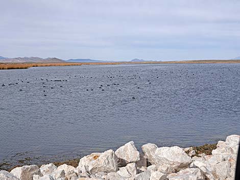 Darcy Reservoir