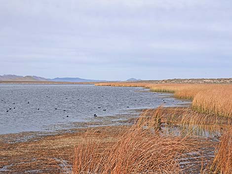 Darcy Reservoir