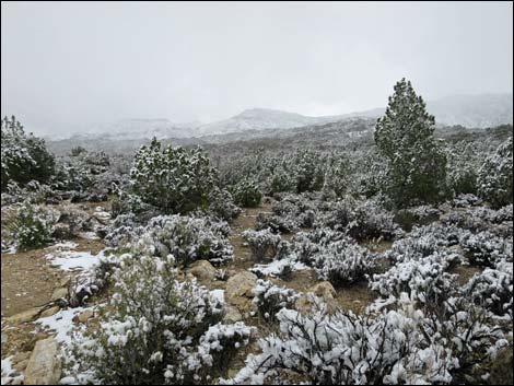 Paiute Rock