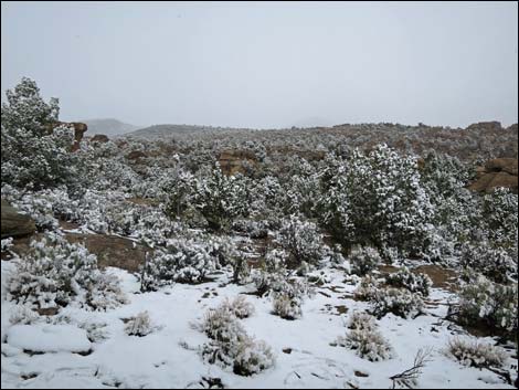 Paiute Rock