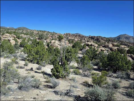 Paiute Rock