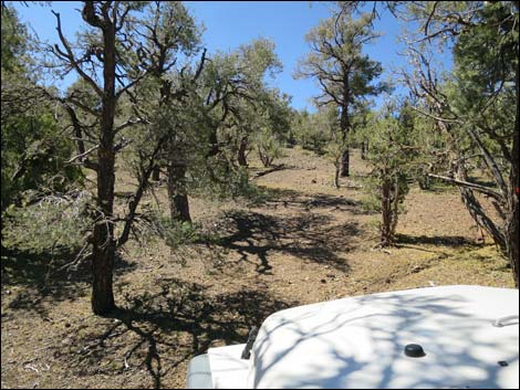 Badger Valley Road