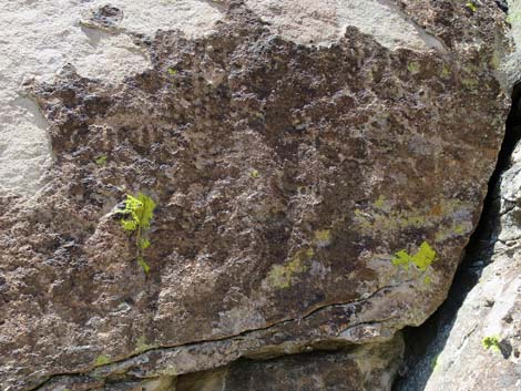 Shooting Gallery Rock Art Site