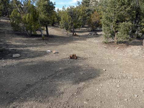 Badger Valley Road