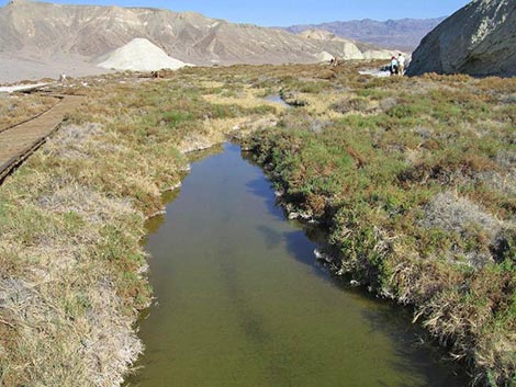 Salt Creek Pupfish (Cyprinodon salinus salinus)