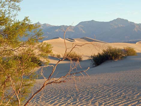 Mesquite Flat Sand Dunes