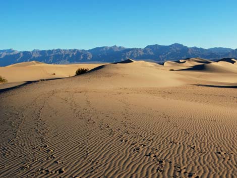 Mesquite Flat Sand Dunes