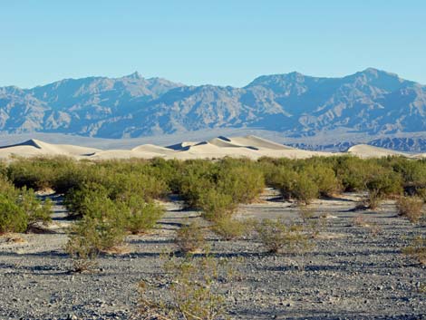 Mesquite Flat Sand Dunes