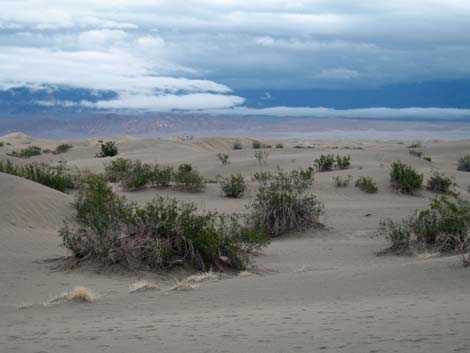 Mesquite Flat Sand Dunes