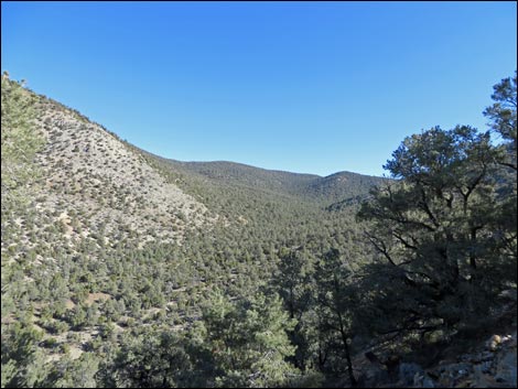 Wildrose Peak