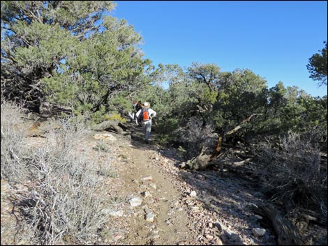 Wildrose Peak