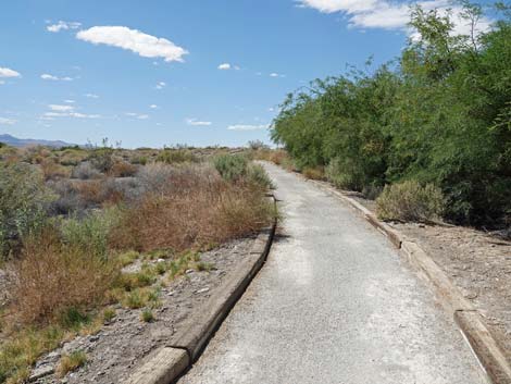 Bighorn Trail