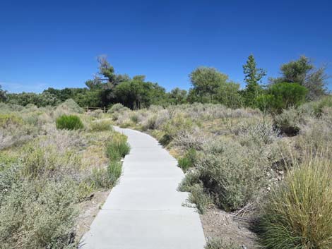 Jackrabbit Loop Trail