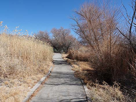 Jackrabbit Loop Trail