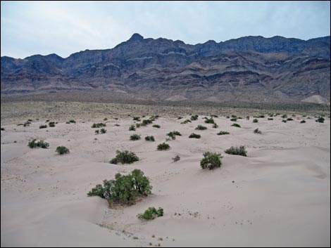 Desert Dry Lake Dunes North