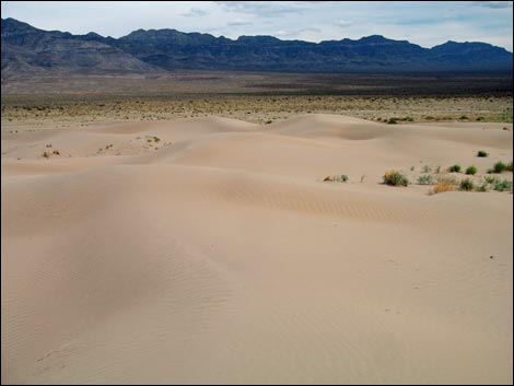 Desert Dry Lake Dunes South