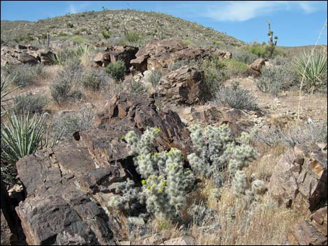 Blue Diamond Cholla