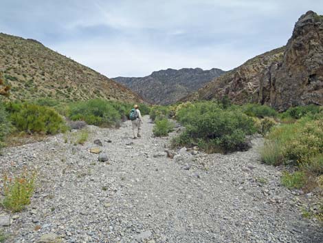 Hidden Forest Trail