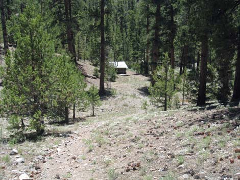 Hidden Forest, Wiregrass Spring