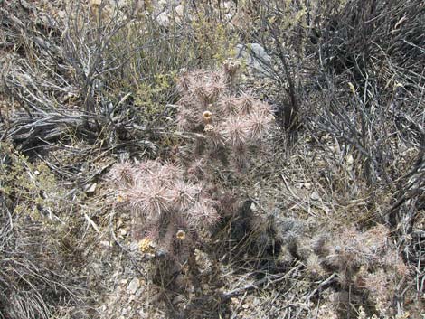 Blue Diamond Cholla