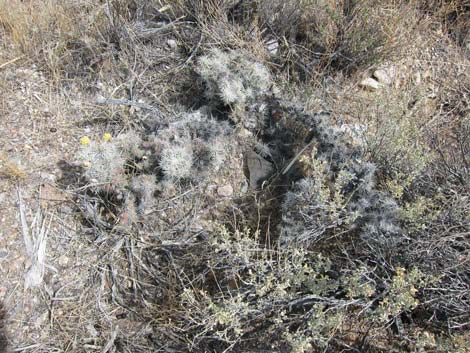 Blue Diamond Cholla