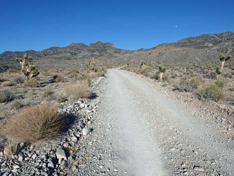 Hidden Forest Road